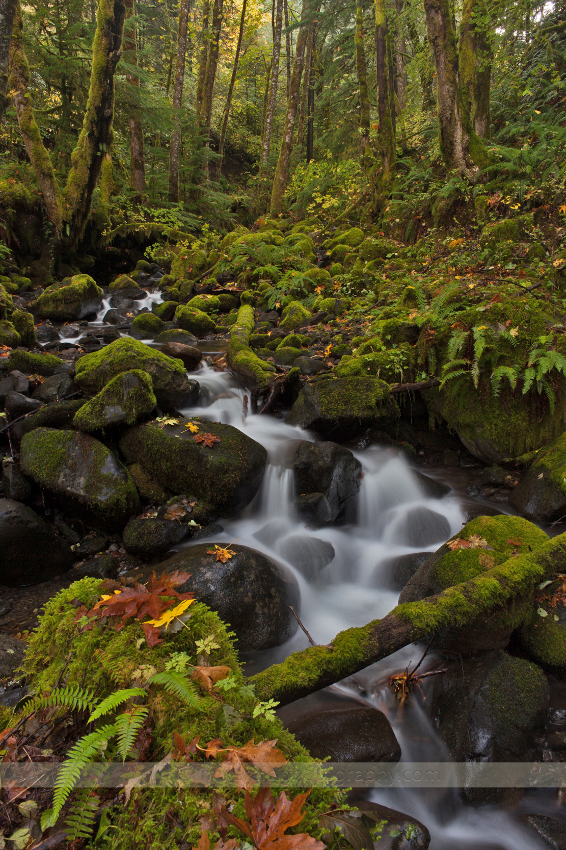 Leaves on Moss Creek